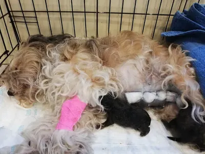 Przychodnia dla zwierząt lek. wet. Piotr Ścigała